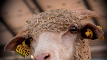 Sudalpes au Salon de l’Élevage de Manosque les 28 et 29 mars 2026